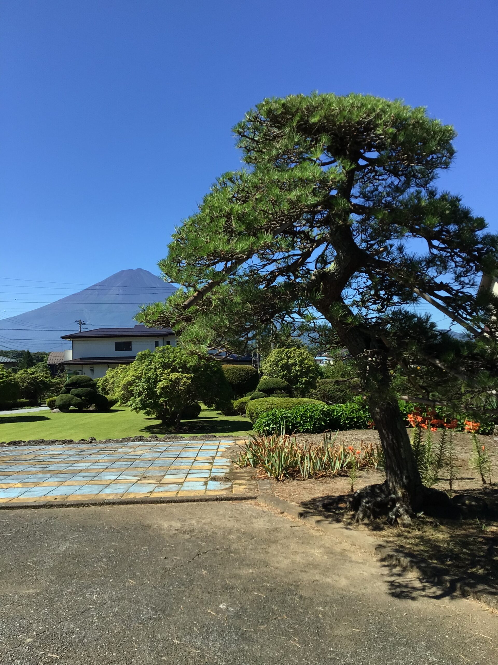 松の剪定しました